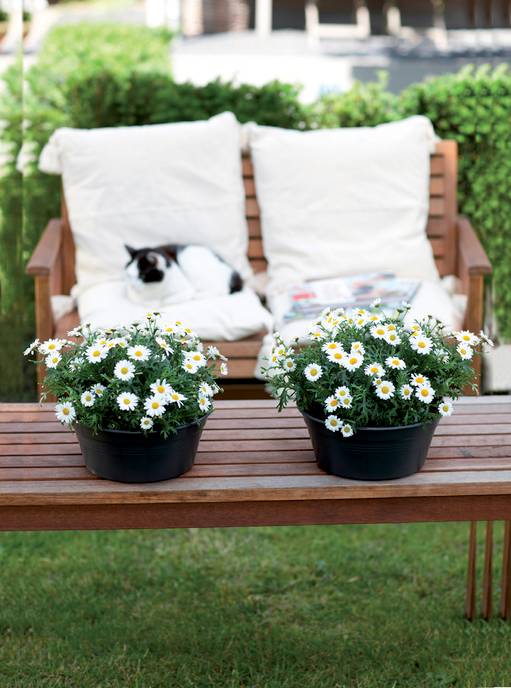 green basics schaal 38cm living black